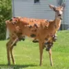 Public Alarm Over Deformed Deer Sparks Calls for Government Investigation