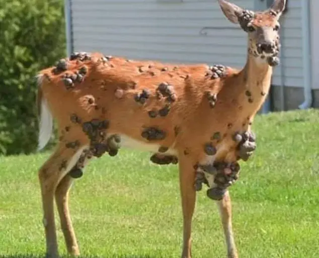 Public Alarm Over Deformed Deer Sparks Calls for Government Investigation