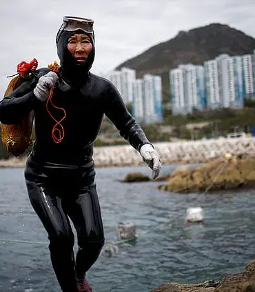 Real-Life Mermaids: The Extraordinary Endurance and Risks of South Korea's Haenyeo Divers