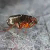 Record Heat Sparks Flea Surge: Experts Warn of Risks to Homes Without Pets