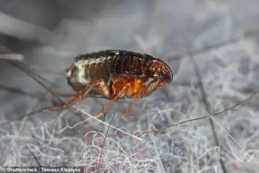 Record Heat Sparks Flea Surge: Experts Warn of Risks to Homes Without Pets
