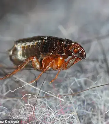 Record Heat Sparks Flea Surge: Experts Warn of Risks to Homes Without Pets