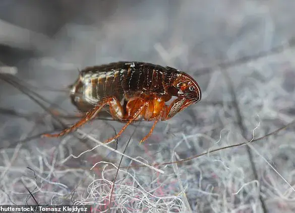 Record Heat Sparks Flea Surge: Experts Warn of Risks to Homes Without Pets