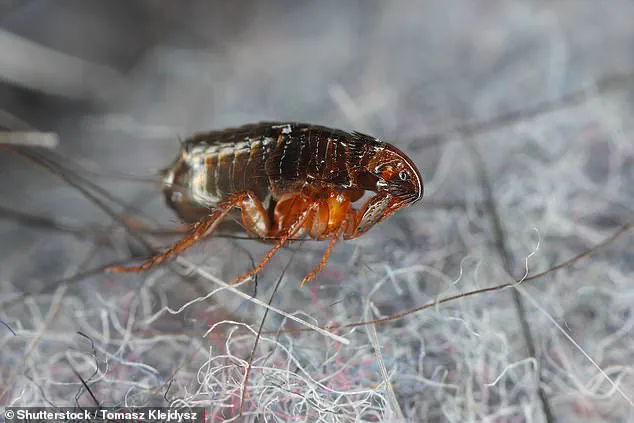 Record Heat Sparks Flea Surge: Experts Warn of Risks to Homes Without Pets