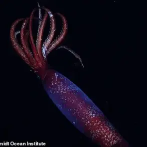 Scientists Capture First-Ever Footage of Elusive Antarctic Squid in Deep Southern Ocean