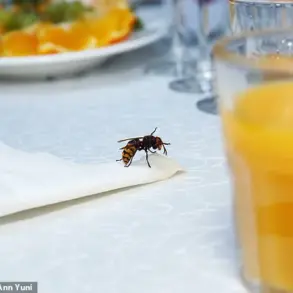 Summer Wasps Are a Growing Threat—Here’s How to Survive the Swarm (Urgent Alert)