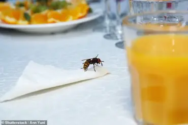 Summer Wasps Are a Growing Threat—Here’s How to Survive the Swarm (Urgent Alert)