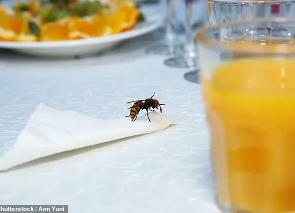 Summer Wasps Are a Growing Threat—Here’s How to Survive the Swarm (Urgent Alert)