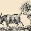 The Frustrating Optical Illusion That Could Divide Communities: Can You Spot the Hidden Woman in the Goat?