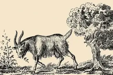The Frustrating Optical Illusion That Could Divide Communities: Can You Spot the Hidden Woman in the Goat?