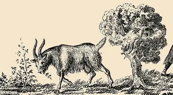 The Frustrating Optical Illusion That Could Divide Communities: Can You Spot the Hidden Woman in the Goat?