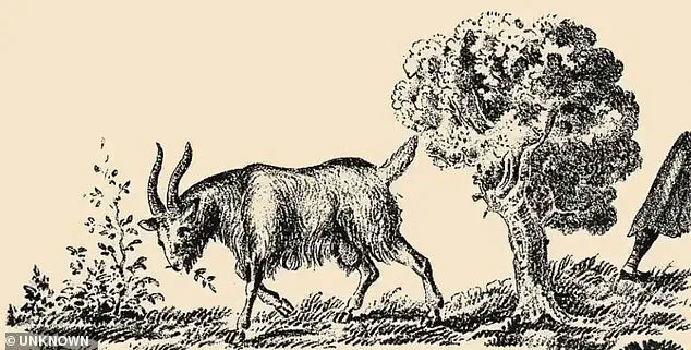 The Frustrating Optical Illusion That Could Divide Communities: Can You Spot the Hidden Woman in the Goat?