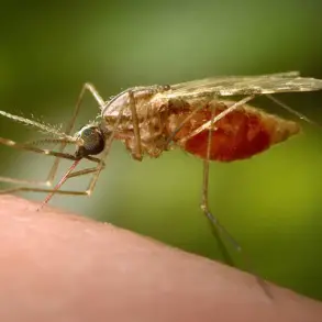 Urgent Health Advisories: Exclusive Insights on Chikungunya Surge and Essential Travel Precautions