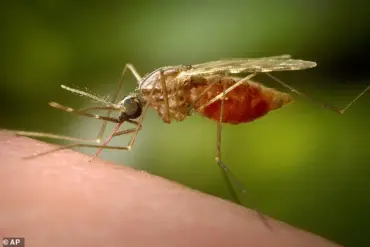 Urgent Health Advisories: Exclusive Insights on Chikungunya Surge and Essential Travel Precautions