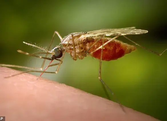 Urgent Health Advisories: Exclusive Insights on Chikungunya Surge and Essential Travel Precautions