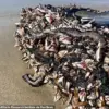 Venomous Marine Fireworms Wash Up Along US Coast, Officials Urge Caution