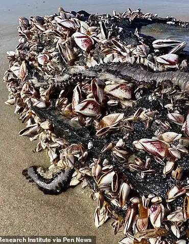 Venomous Marine Fireworms Wash Up Along US Coast, Officials Urge Caution