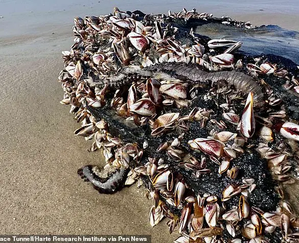 Venomous Marine Fireworms Wash Up Along US Coast, Officials Urge Caution