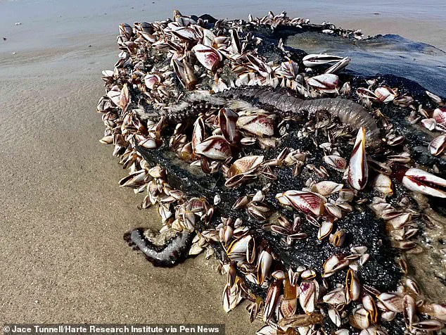 Venomous Marine Fireworms Wash Up Along US Coast, Officials Urge Caution