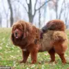 Viral Reddit Post Sparks Debate Over Customer's Dog Incident at Restaurant and Etiquette Etiquette, Pet Ownership, and Public Responsibility