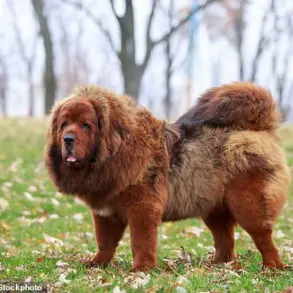 Viral Reddit Post Sparks Debate Over Customer's Dog Incident at Restaurant and Etiquette Etiquette, Pet Ownership, and Public Responsibility