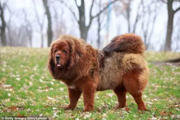 Viral Reddit Post Sparks Debate Over Customer's Dog Incident at Restaurant and Etiquette Etiquette, Pet Ownership, and Public Responsibility