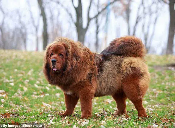 Viral Reddit Post Sparks Debate Over Customer's Dog Incident at Restaurant and Etiquette Etiquette, Pet Ownership, and Public Responsibility