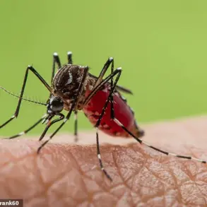 Warning: Chikungunya Virus in Popular Holiday Destinations Linked to Long-Term Health Effects