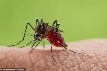 Warning: Chikungunya Virus in Popular Holiday Destinations Linked to Long-Term Health Effects
