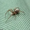 Britain's Most Dangerous Spider Sparks Health Crisis and Community Concerns After Devastating Bite Leaves Worker Hospitalized