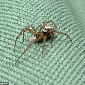 Britain's Most Dangerous Spider Sparks Health Crisis and Community Concerns After Devastating Bite Leaves Worker Hospitalized