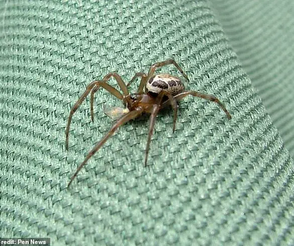 Britain's Most Dangerous Spider Sparks Health Crisis and Community Concerns After Devastating Bite Leaves Worker Hospitalized
