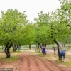 Capitol Reef National Park's Fruit Trees Fail to Bear Fruit, Disappointing Visitors
