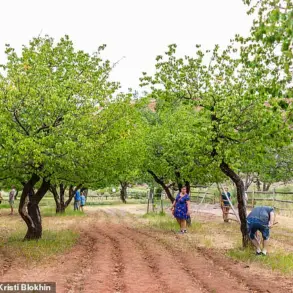 Capitol Reef National Park's Fruit Trees Fail to Bear Fruit, Disappointing Visitors