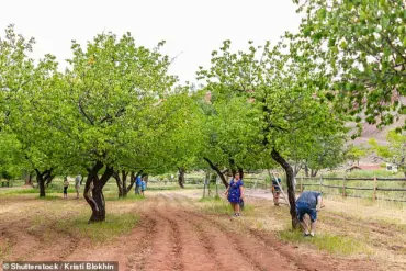 Capitol Reef National Park's Fruit Trees Fail to Bear Fruit, Disappointing Visitors