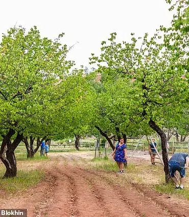 Capitol Reef National Park's Fruit Trees Fail to Bear Fruit, Disappointing Visitors