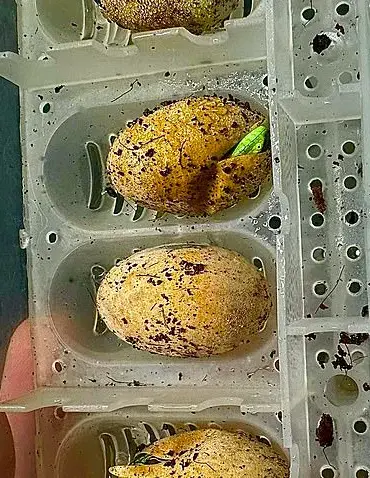 Exclusive: Unprecedented 'Virgin Birth' in Lizard House at Exotic Zoo Sparks Scientific Curiosity