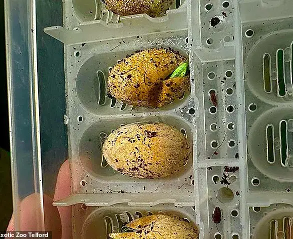 Exclusive: Unprecedented 'Virgin Birth' in Lizard House at Exotic Zoo Sparks Scientific Curiosity