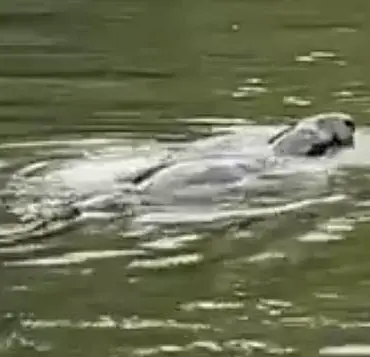 Mystery Animal Spotted in Thames Leaves Experts Baffled