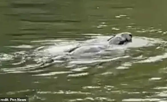 Mystery Animal Spotted in Thames Leaves Experts Baffled