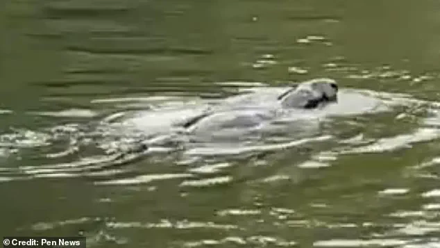Mystery Animal Spotted in Thames Leaves Experts Baffled