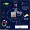 New Study Reveals Space Travel Accelerates Stem Cell Aging, Raising Health Concerns for Astronauts
