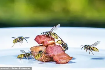 UK Experiences Wasp Population Surge Amid Warm Weather, Experts Caution About Outdoor Risks
