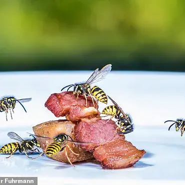 UK Experiences Wasp Population Surge Amid Warm Weather, Experts Caution About Outdoor Risks