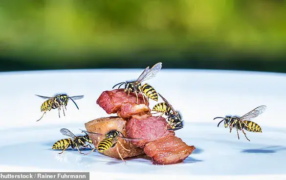 UK Experiences Wasp Population Surge Amid Warm Weather, Experts Caution About Outdoor Risks