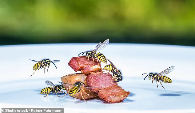 UK Experiences Wasp Population Surge Amid Warm Weather, Experts Caution About Outdoor Risks