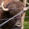 Unexpected Incident Tests Bond Between Maryland Man and His Buffalo Herd