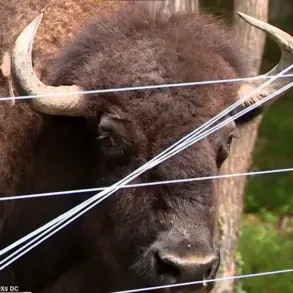 Unexpected Incident Tests Bond Between Maryland Man and His Buffalo Herd