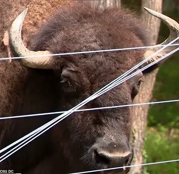 Unexpected Incident Tests Bond Between Maryland Man and His Buffalo Herd