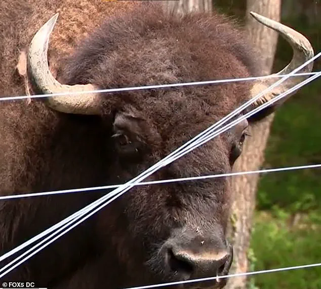 Unexpected Incident Tests Bond Between Maryland Man and His Buffalo Herd